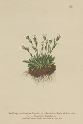Rock Saxifrage (Saxifraga controversa, Saxifraga adscendens)
