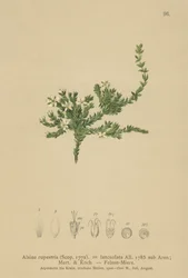 Rock Stitchwort (Alsine rupestris, Alsine lanceolata, Minuartia rupestris)