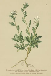 Bergkrasse (Braya dentata, Braya pinnatifida, Murbeckiella pinnatifida, Arabette pennatifida, Grass Cornacchia pennatifida)