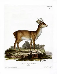 Rådjur (färgad gravyr)