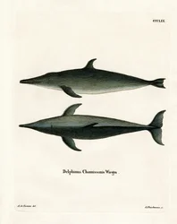 Grovtandad delfin (färgad gravyr)
