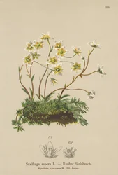 Grov saxifrage (Saxifraga aspera)
