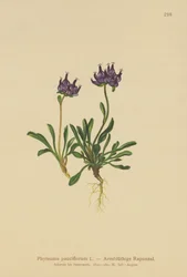 Rampion med rund huvud (Phyteuma pauciflorum, Rapunculus pauciflorus, Phyteuma globulariifolium)