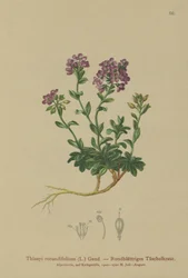 Rundbladig krasse (Thlaspi rotundifolium, Noccaea rotundifolia, Thlaspi cepaeifolium subsp. rotundifolium)