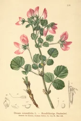 Rundbladig resttharrow (Ononis rotundifolia, Ononis tribracteata)