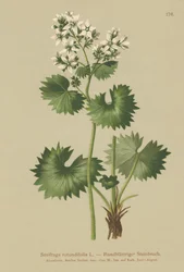 Rundbladig saxifrage (Saxifraga rotundifolia)