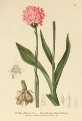 Rundhuvud orkidé (Orchis globosa, Traunsteinera globosa)