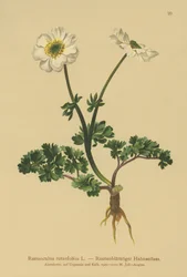 Rue leaved Crowfoot (Ranunculus rutaefolius)