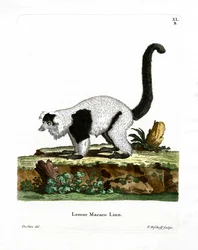 Ruffed Lemur (färgad gravyr)