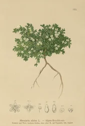 Rupturört (Herniaria alpina, Herniaria ciliolata)