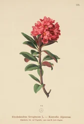 Rostig blad alpenrosa (Rhododendron ferrugineum)