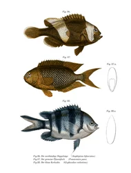 Saddleback Anemonefish (färg litho)
