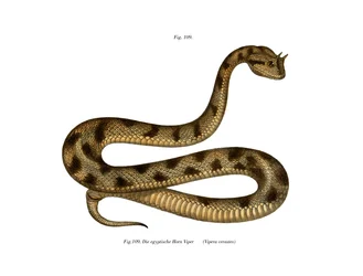 Sahara Sand Viper (färg litho)