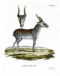 Saiga (färgad gravyr)