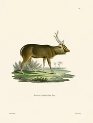 Sambar (färgad gravyr)