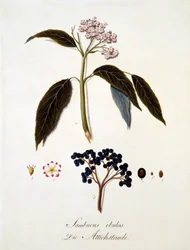 Sambucus Ebulus, från "A Comprehensive Work on All Species of Wood" av Johann Daniel von Reitter, publicerad 1803-05 (färgad gravyr)