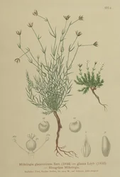 Sandört (Moehringia glaucovirens, Möhringia glaucovirens, Möhringia glauca, Moehringia glauca, Arenaria glaucovirens)
