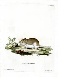 Sandy Mole Rat (färgad gravyr)