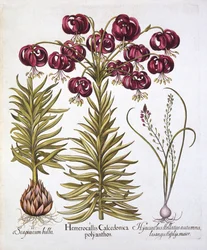 Scarlet Turks Cap Lily och Scilla Autumnalis, från Hortus Eystettensis, av Basil Besler (1561-1629), pub. 1613 (handfärgad gravyr)