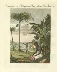 Scener från Afrika (färgad gravyr)