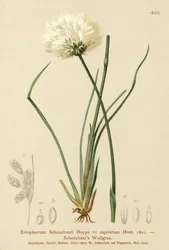Scheuchzers bomullsgräs (Eriophorum Scheuchzeri, Eriophorum capitatum)