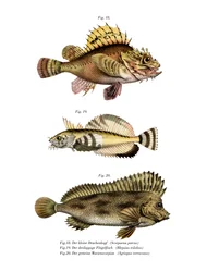 Skorpion fisk