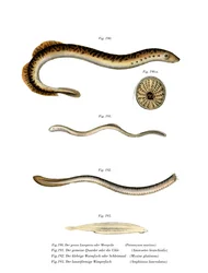 Sea Lamprey (färg litho)