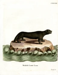 Sea Otter (färgad gravyr)