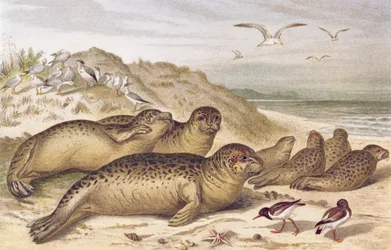 Sigill, plåt från Brehms Animal Life: General Knowledge of the Animal Kingdom, vol.2, s.309, utgiven av Bibliographic Institute, 1890