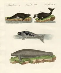 Sigill och valrossar (färgad gravyr)