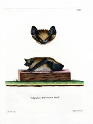 Serotinfladdermus (färgad gravyr)