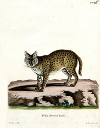 Serval (färgad gravyr)