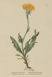 Luden fibbla (Hieracium villosum)