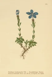 Kortbladig gentiana (Gentiana brachyphylla)