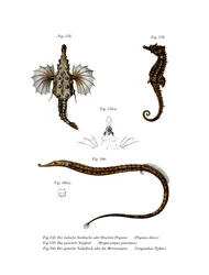 Kort Dragonfish (färg litho)