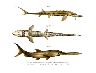 Shovelnos Sturgeon (färg litho)