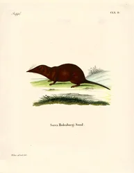 Shrew (färgad gravyr)