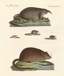 Skärmöss och myskmöss