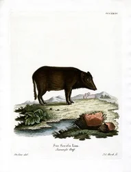 Siamesisk vildsvin (färgad gravyr)