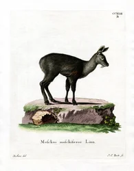 Sibirisk myskhjort (färgad gravyr)