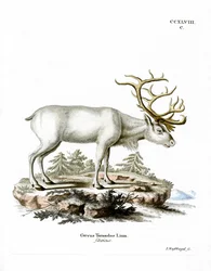 Sibiriska renar (färgad gravyr)