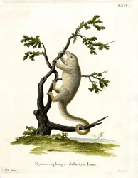 Silkeslen myrslok (färgad gravyr)