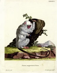 Silverig marmoset (färgad gravyr)