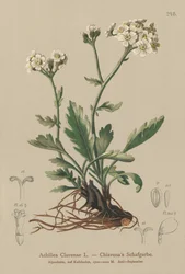 Silveryarrow (Achillea Clavenae)