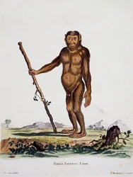 Simia satyrus, från däggdjur illustrerade från naturen med beskrivningar, av Johann Christian Daniel von Schreber (1739-1810), gravyr av I Nusbiegel efter teckning av De Seve, Tyskland