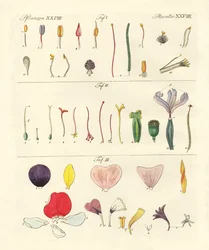 Enstaka blomdelar
