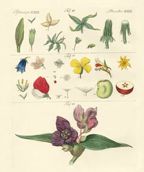 Enstaka blomdelar