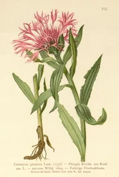 Enkelblommig knott (Centaurea plumosa, Centaurea Phrygia, Centaurea nervosa, Centaurea uniflora)