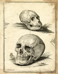 Döskallar (färgad gravyr)