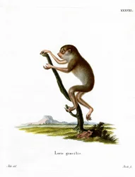 Slank Loris (färgad gravyr)